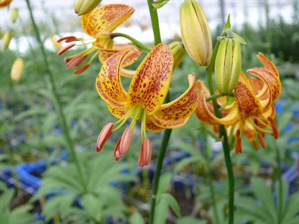 morning lily flower Lilium Sunny Morning