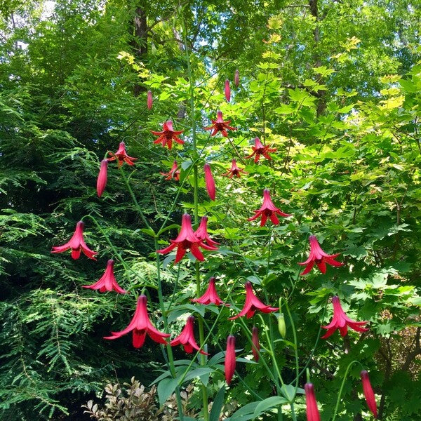 Image of Lilium canadense var. editorum by E. Taylor