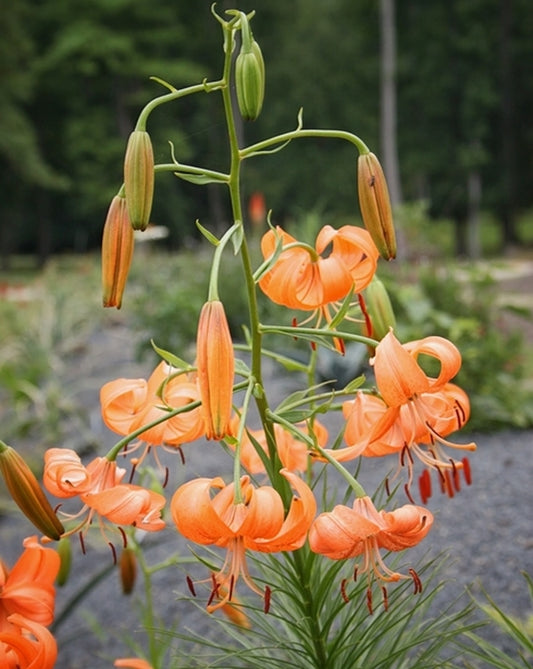 Image of Lilium davidii 'Lite Lunch'|Juniper Level Botanic Gdn, NC|JLBG