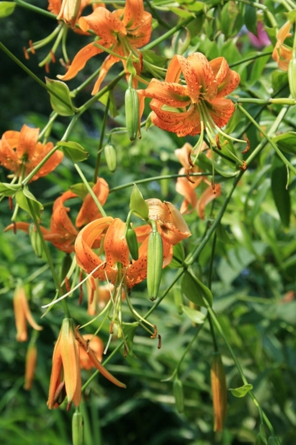 Image of Lilium henryi|Juniper Level Botanic Gdn, NC|JLBG