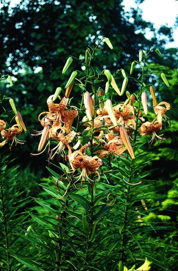 tiger lilies deer resistant Learn about Lilium lancifolium | Tiger Lily