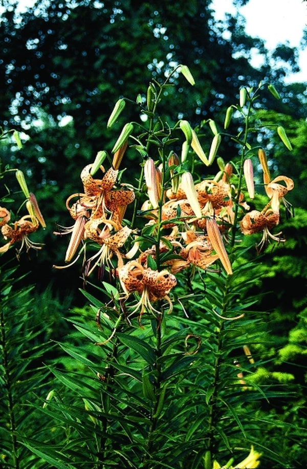 Image of Lilium lancifolium|Juniper Level Botanic Gdn, NC|JLBG