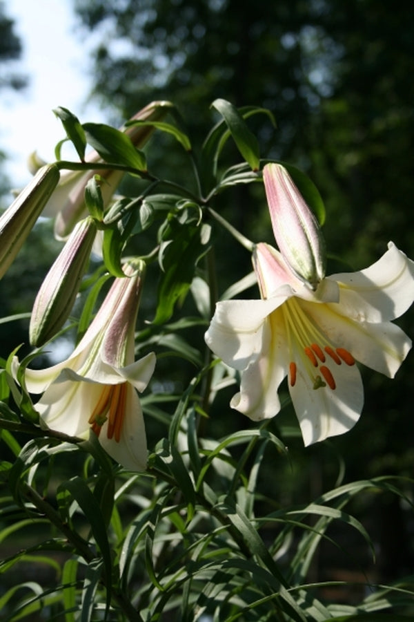 white lily in chinese Lilium leucanthum coll 03CH064
