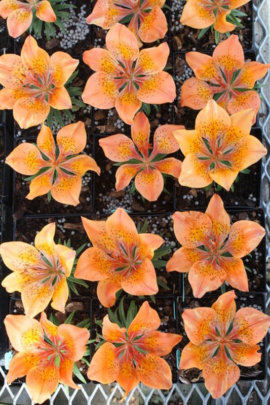 Image of Lilium maculatum ssp. davuricum f. rebunense|Juniper Level Botanic Gdn, NC|JLBG