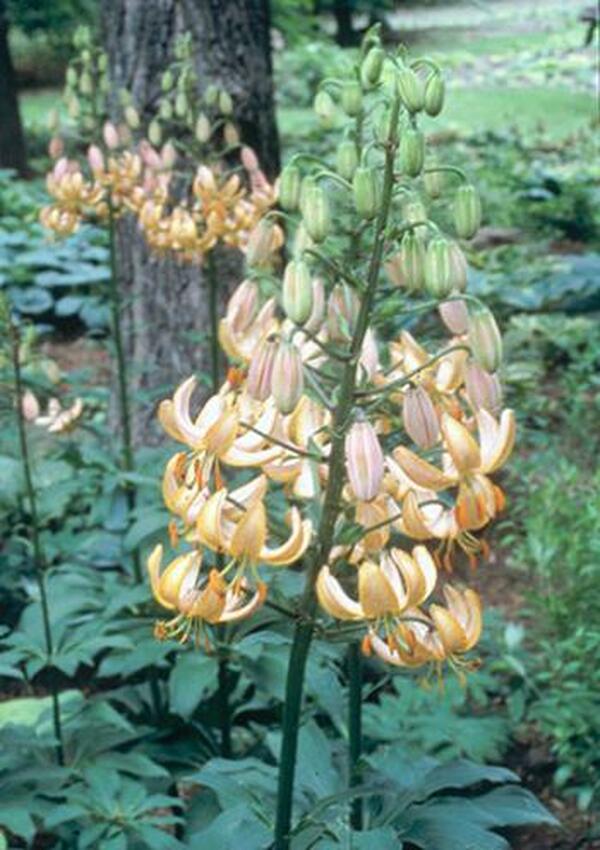 Image of Lilium x marhan 'Mrs. R. O. Backhouse'|H. Hansen Gdn, MN|H. Hansen