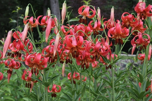 Image of Lilium michiganense 'Shelby'|Juniper Level Botanic Gdn, NC|JLBG