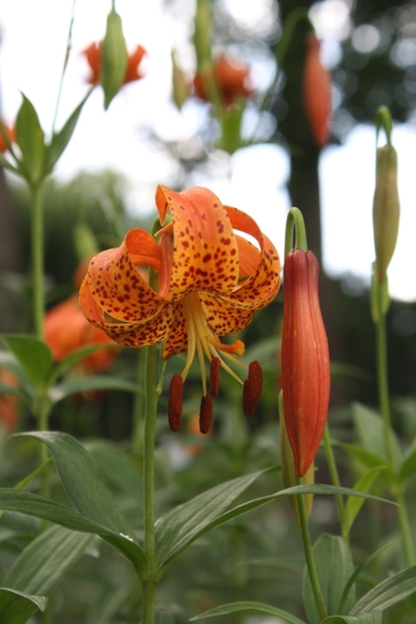 michigan lily flower Lilium michiganense