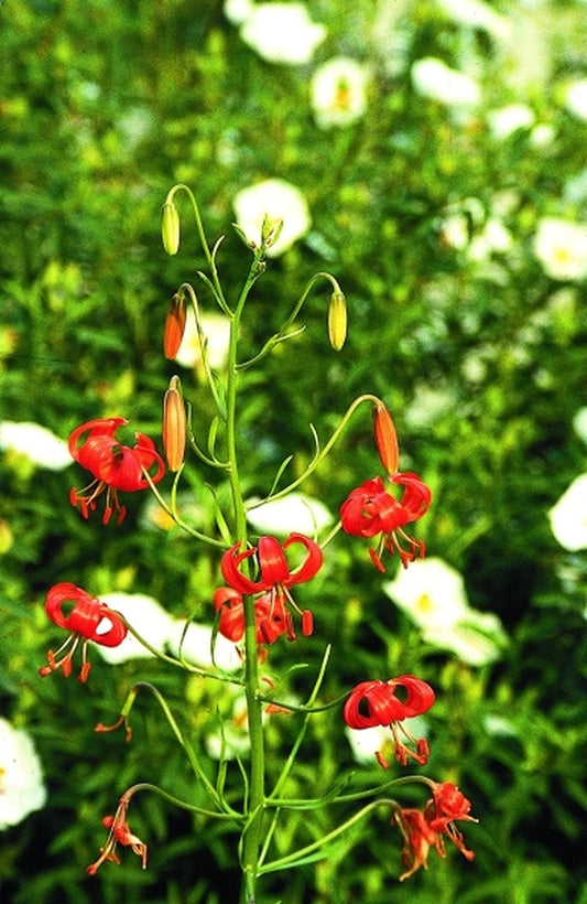 Image of Lilium pumilum|Juniper Level Botanic Gdn, NC|JLBG
