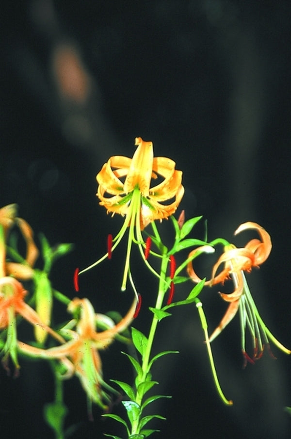 Image of Lilium rosthornii|Juniper Level Botanic Gdn, NC|JLBG