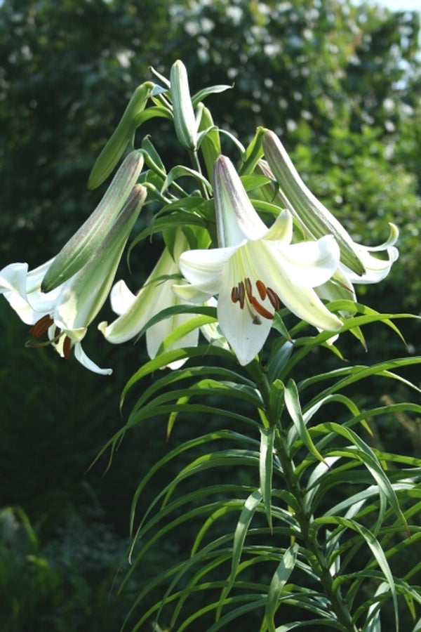 trumpet lily white Lilium sargentiae DJHC587
