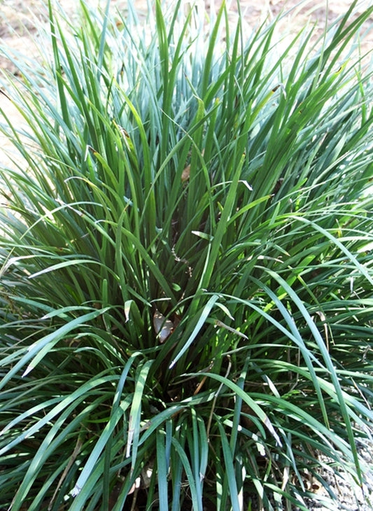 Image of Liriope gigantea 'Lynn Lowrey'||