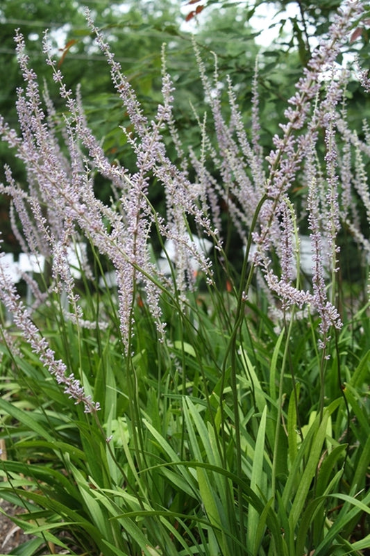 Image of Liriope platyphylla 'Kunming'||