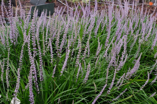 lavender plant with big leaves Learn about Liriope vernalis 'Lavender Springs' | Spring-Flowering Monkey Grass