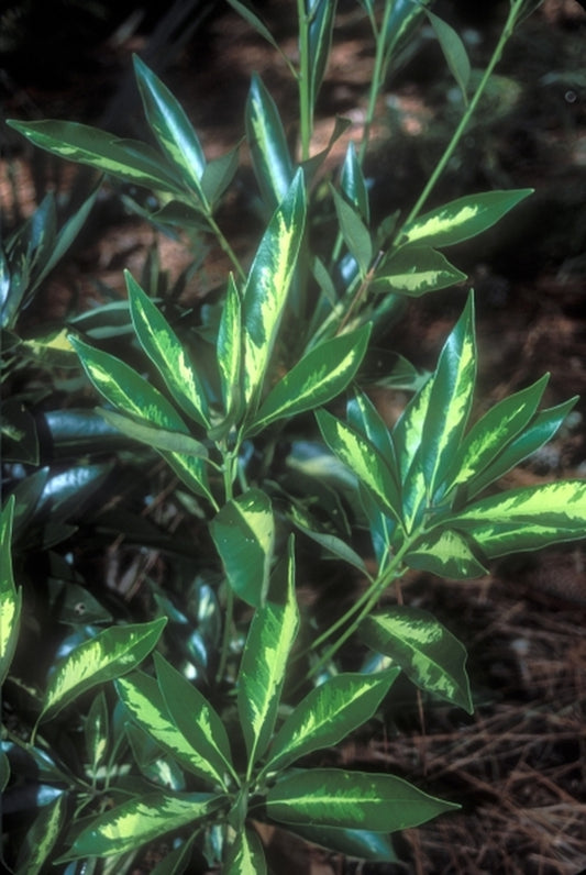 Image of Lithocarpus edulis 'Starburst'|Juniper Level Botanic Gdn, NC|JLBG
