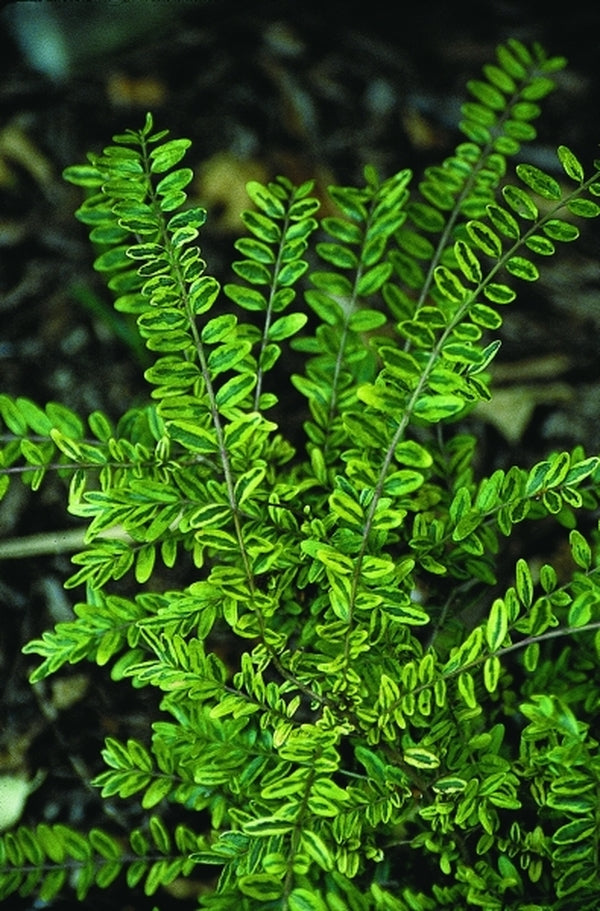 Image of Lonicera nitida 'Twiggy'|Juniper Level Botanic Gdn, NC|JLBG