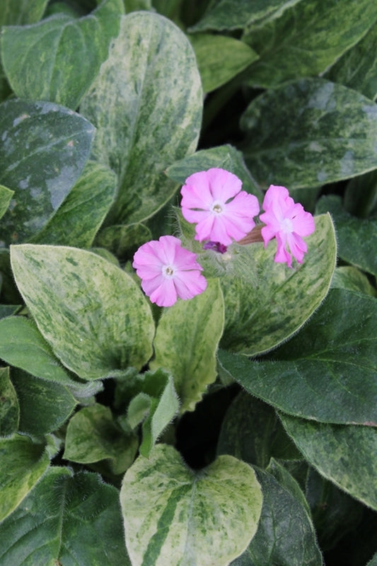 Image of Lychnis 'Streaker' PPAF|Juniper Level Botanic Gdn, NC|JLBG