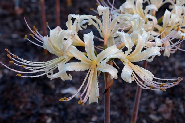 Image of Lycoris x albiflora 'Phil's Gold'||