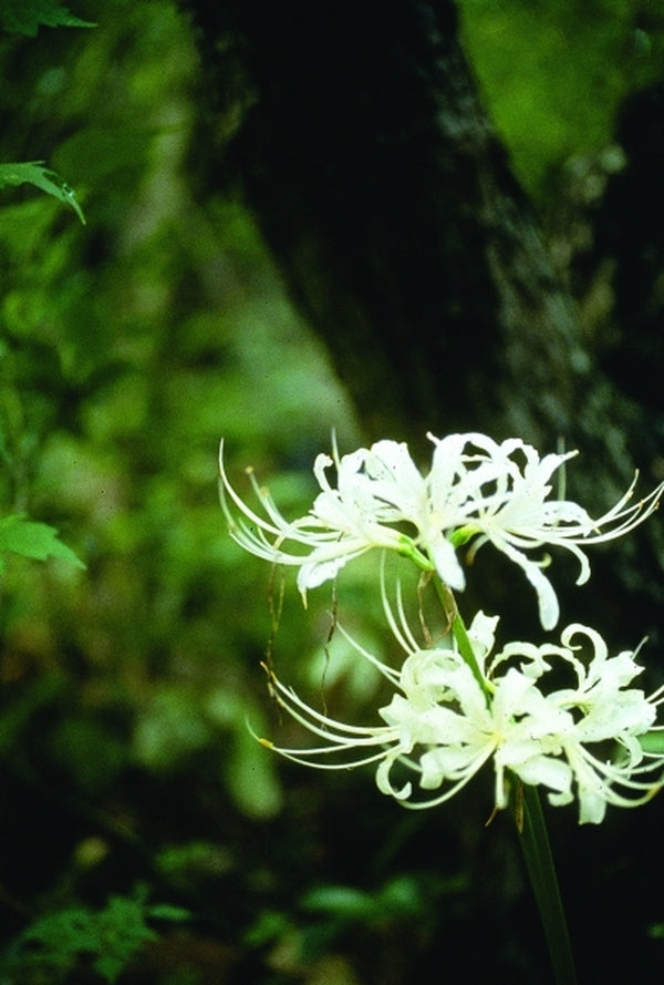 Image of Lycoris x albiflora|J. Farmer Gdn, SC|Jenks Farmer