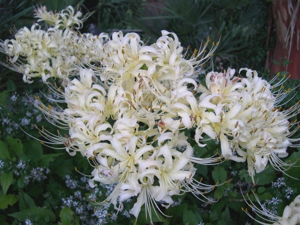 white lily recall Learn about Lycoris x albiflora | White Surprise Lily