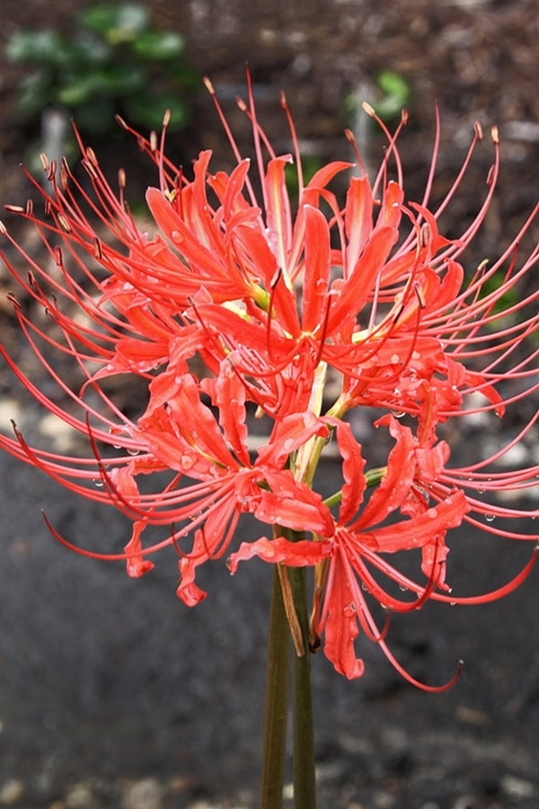 Image of Lycoris radiata var. pumila 'Adam's August'taken at Juniper Level Botanic Gdn, NC by JLBG