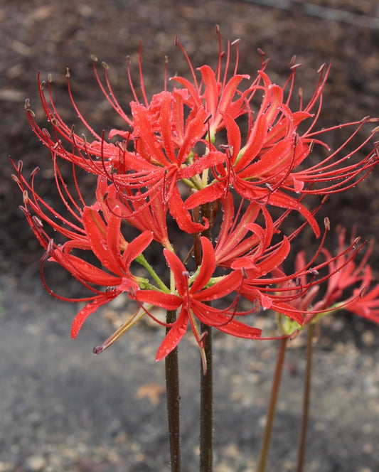 Image of Lycoris radiata var. pumila 'Adam's August'taken at Juniper Level Botanic Gdn, NC by JLBG