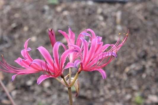 Image of Lycoris x rosea 'Caldwell's Rose'|Juniper Level Botanic Gdn, NC|JLBG