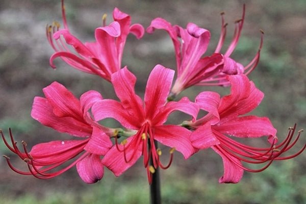 Image of Lycoris x rosea 'Cherry Crush'|Juniper Level Botanic Gdn, NC|JLBG
