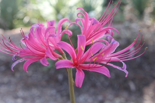Image of Lycoris x rosea 'Glenn Dale Carmina'|Juniper Level Botanic Gdn, NC|JLBG