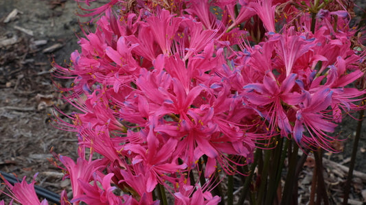 Image of Lycoris x rosea 'Glenn Dale Cherry Charm' taken at Juniper Level Botanic Gdn, NC by JLBG