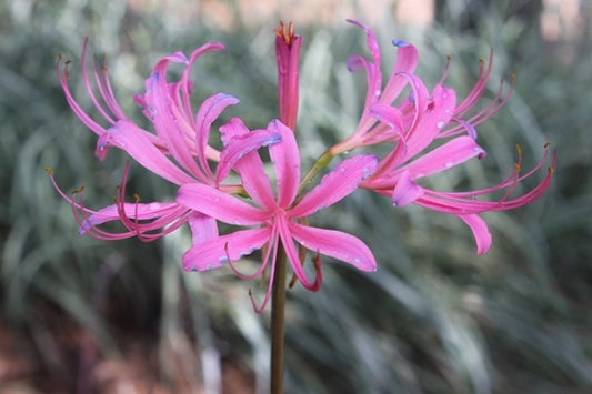 Image of Lycoris x rosea 'Glenn Dale Gem'|Juniper Level Botanic Gdn, NC|JLBG