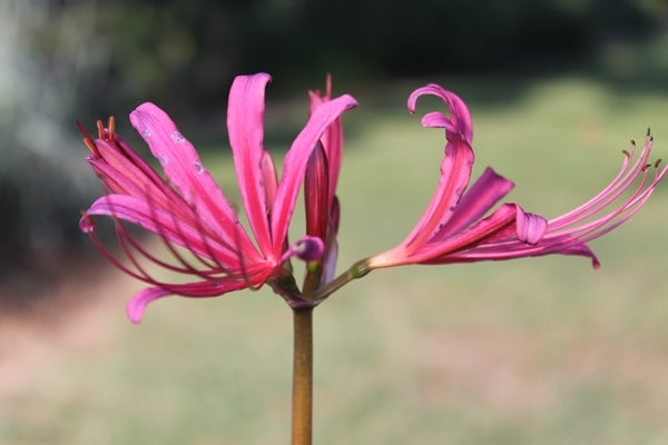 Image of Lycoris x rosea 'Glenn Dale Peacock'|Juniper Level Botanic Gdn, NC|JLBG