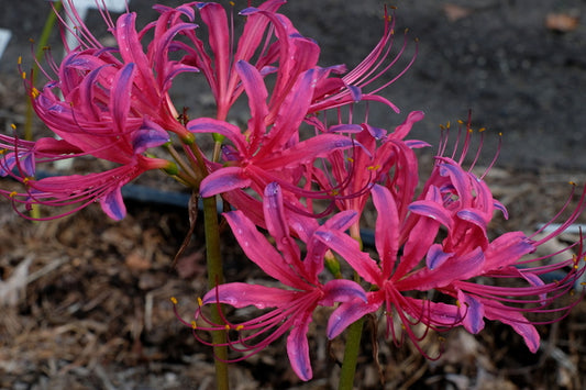 Image of Lycoris x rosea 'Glenn Dale Raspberry Lace'|Juniper Level Botanic Gdn, NC|JLBG