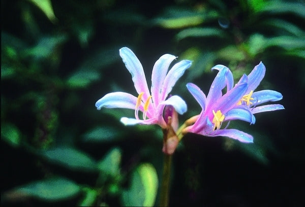 Image of Lycoris sprengeritaken at Juniper Level Botanic Gdn, NC by JLBG