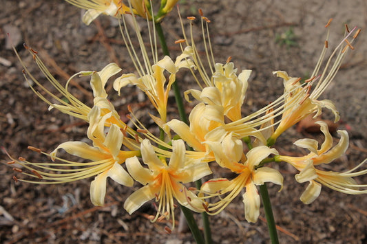 Image of Lycoris x straminea 'Fawn'|Juniper Level Botanic Gdn, NC|JLBG
