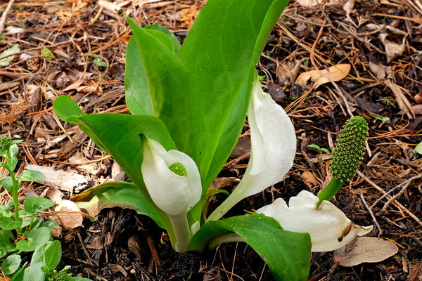 Image of Lysichiton camtschatcensis||