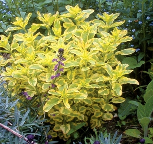 Image of Lysimachia punctata 'Walgoldalex' PP 13,547|Planthaven, CA|PlantHaven