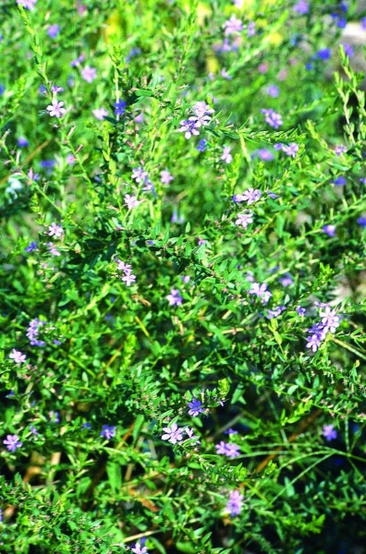 Image of Lythrum alatum|Juniper Level Botanic Gdn, NC|JLBG