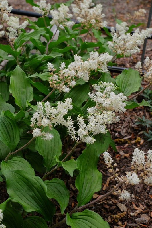 Image of Maianthemum japonicum 'Korean Treasure'|Juniper Level Botanic Gdn, NC|JLBG