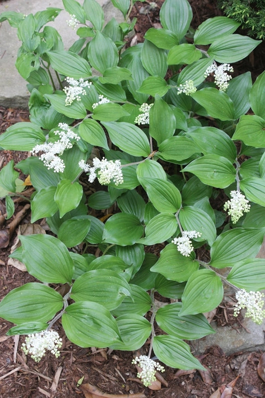 Image of Maianthemum japonicum||