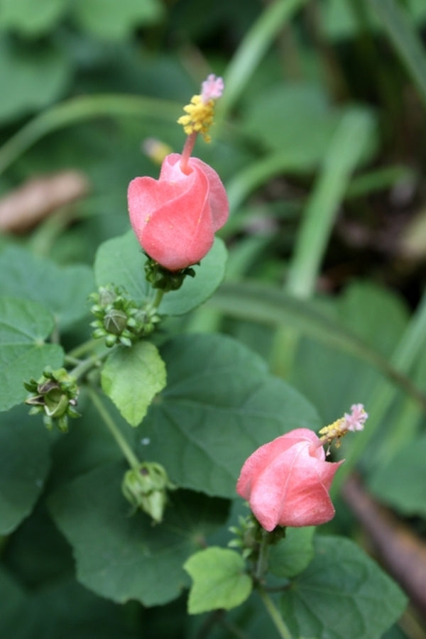 Image of Malvaviscus drummondii 'Pam Puryear'|Juniper Level Botanic Gdn, NC|JLBG