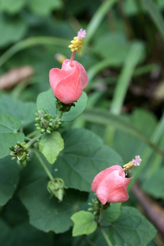 Image of Malvaviscus drummondii 'Pam Puryear'|Juniper Level Botanic Gdn, NC|JLBG