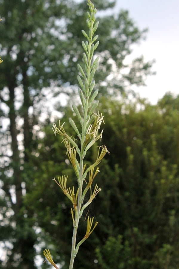 Image of Manfreda 'Anderson'||