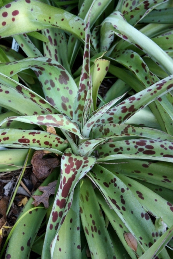 Image of Manfreda 'Spot'|Juniper Level Botanic Gdn, NC|JLBG