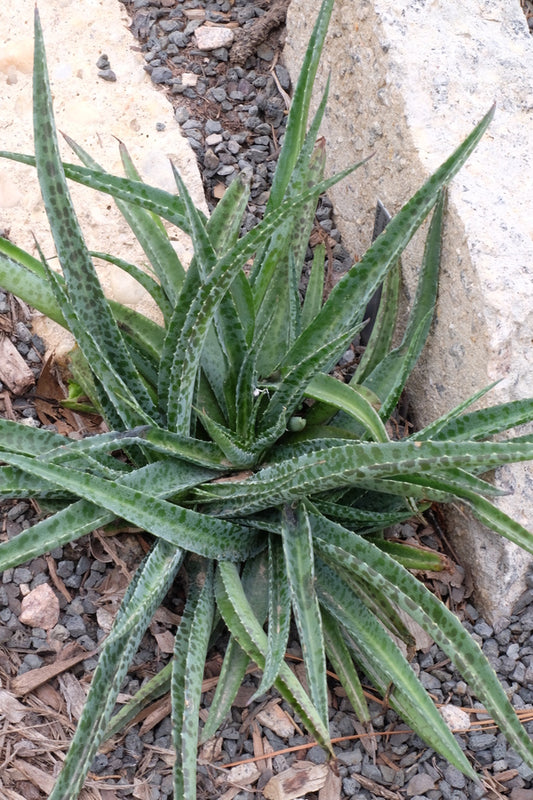Image of Manfreda maculosa 'Hondo Robusto'