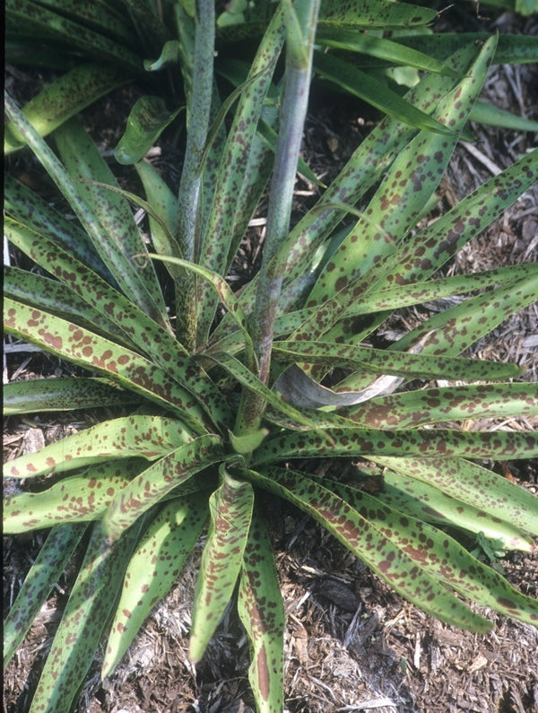 Image of Manfreda maculosa Karnes Co, TX|Juniper Level Botanic Gdn, NC|JLBG