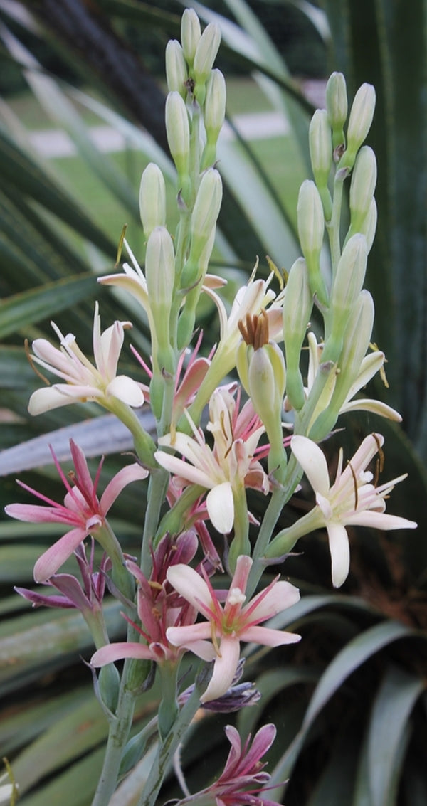 Image of Manfreda maculosa Karnes Co, TX|Juniper Level Botanic Gdn, NC|JLBG