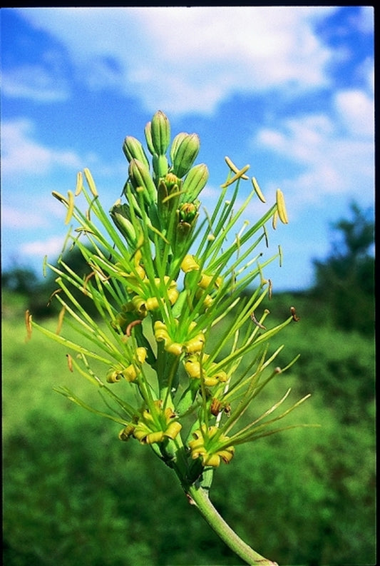 Image of Manfreda sileri|In Situ Tamalipas, Mexico|C. Schoenfeld