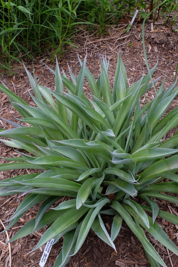 manfreda succulent Manfreda virginica Downs Prairie AR