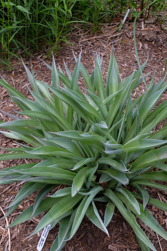 Image of Manfreda virginica Downs Prairie, AR||