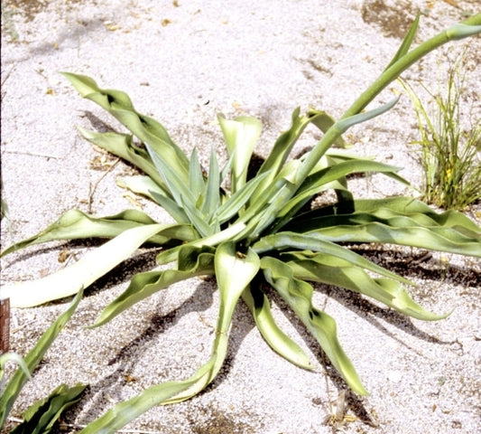 Image of Manfreda virginica Washington Co., MO|Missouri Botanic Gdn, MO|